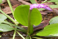 Aponogeton bruggenii